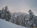 Bistriška špica.