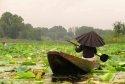 Vrnitev dov. Lotusovo jezero v Srinigarju.