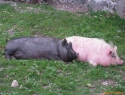 Stražarja kampa Zoo v Arcu.