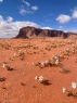 Cvetoč Wadi Rum. Splača se najti prevoz čez 15km peska.